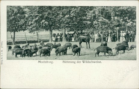 Alte Ansichtskarte Moritzburg, Fütterung der Wildschweine