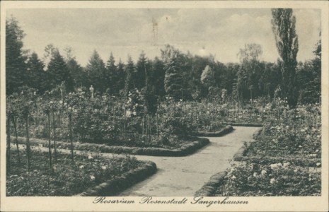 Alte Ansichtskarte Sangershausen, Rosarium