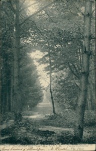 Alte Ansichtskarte Ostseebad Brunshaupten i. M., Fichtenschneise