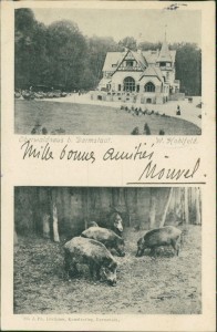 Alte Ansichtskarte Darmstadt, Oberwaldhaus, Wildschweine