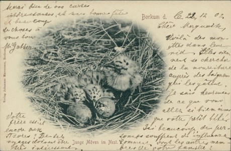 Alte Ansichtskarte Borkum, Junge Möven im Nest