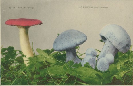 Alte Ansichtskarte Pilze / champignons / mushrooms, Roter Täubing (Russula xerampelina), Lila Dickfuss (Cortinarius traganus)