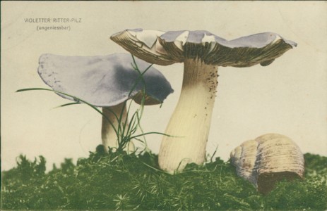 Alte Ansichtskarte Pilze / champignons / mushrooms, Violetter Ritterpilz (Lepista nuda)