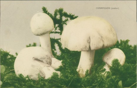 Alte Ansichtskarte Pilze / champignons / mushrooms, Champignon (Agaricus)