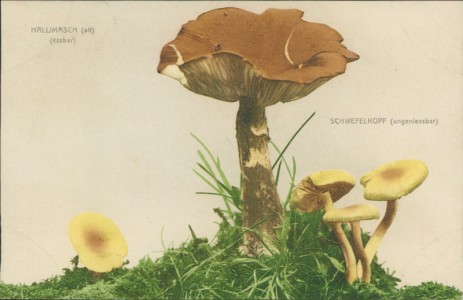 Alte Ansichtskarte Pilze / champignons / mushrooms, Hallimasch (Armillaria), Schwefelkopf (Hypholoma fasciculare)