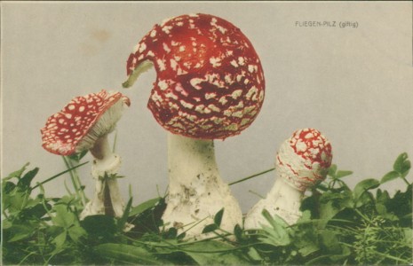 Alte Ansichtskarte Pilze / champignons / mushrooms, Fliegenpilz (Amanita muscaria)