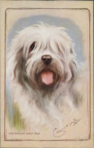 Alte Ansichtskarte Old English Sheepdog (Bobtail), sign. Ernest H. Mills