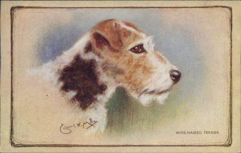 Alte Ansichtskarte Wire-haired Terrier / Wire Fox Terrier, sign. Ernest H. Mills