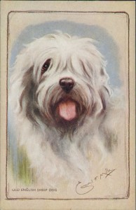 Alte Ansichtskarte Old English Sheepdog (Bobtail), sign. Ernest H. Mills