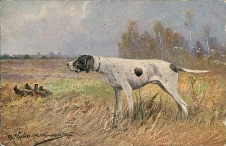 Alte Ansichtskarte Jagdhund, Kurzhaar