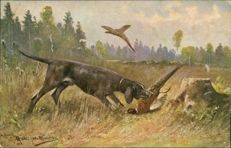 Alte Ansichtskarte Jagdhund, Kurzhaar mit Fasan