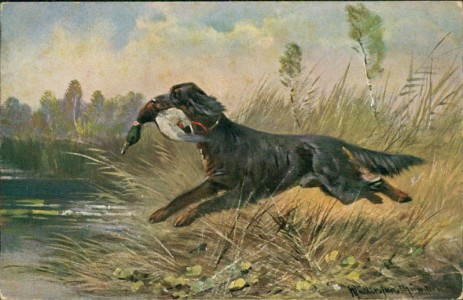 Alte Ansichtskarte Jagdhund, Langhaar mit Ente