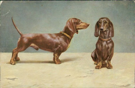 Alte Ansichtskarte Dackel / Dachshund / Teckel, Kurzhaardackel