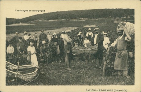 Alte Ansichtskarte Savigny-lès-Beaune, Vendanges en Bourgogne