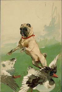 Alte Ansichtskarte Mops / pug dog / carlin, Mops verscheucht Enten